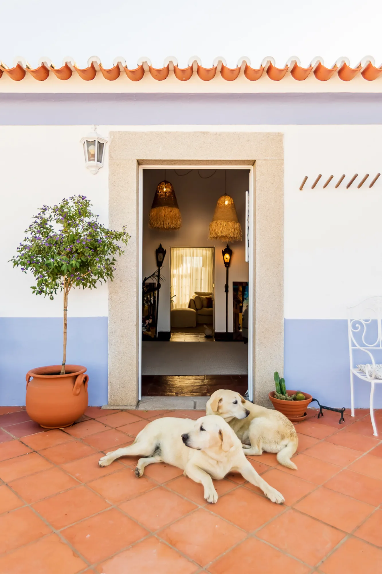 Pátio com pavimento em terracota, barra azul nas paredes e dois cães deitados à entrada.
